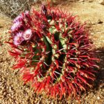 Ferocactus