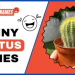 Creative and Funny Names for Your Cactus Pets