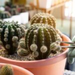 How to Cut a Cactus to Plant: A Step-by-Step Guide for Successful Propagation