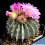 Geohintonia