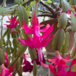 Christmas Cactus Temp Tolerance: Understanding the Temperature Needs of Christmas Cactus