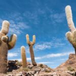 Tall Cactus Types with Pictures: Find Your Favorite