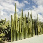 Cactus Plants for Outdoors: Best Cacti for Your Garden or Landscape