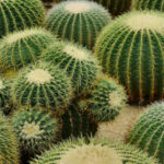 Golden Barrel Cactus Bloom: How to Grow and Care for the Iconic Golden Barrel Cactus