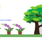 Indirect vs Direct Sunlight: Which Is Best for Your Cactus?