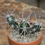 Grusonia