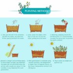 How to Start Cactus Seeds Successfully