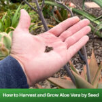 How to Grow Aloe Cuttings: A Step-by-Step Guide to Growing Aloe Vera from Cuttings
