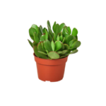 Is Jade Plant a Succulent? Here’s the Answer