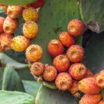 How Fast Do Prickly Pear Cactus Grow: Understanding the Growth Rate of Prickly Pears