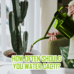 How Often Should You Water a Cactus? The Right Watering Schedule for Healthy Cacti