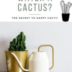How Often Do You Water a Cactus? Best Practices