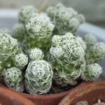 How Often Do You Need to Water a Cactus?