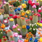 Flower on Cactus Name: Identifying the Beautiful Blooms of Cacti