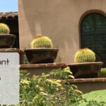How to Plant a Cactus in a Pot Without Hurting Yourself