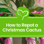 How to Repot a Christmas Cactus Plant Without Stressing It