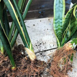 How to Divide a Snake Plant Without Killing It