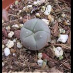 Can You Grow Peyote? A Guide to Growing and Understanding Peyote Cactus