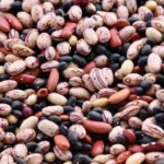 Can Seeds Be Frozen? What Gardeners Need to Know
