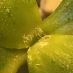How to Deal with Mealybugs Before They Take Over
