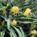 Hylocereus