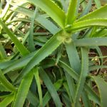 Where Is Aloe Found? Discovering the Natural Habitats of Aloe Plants