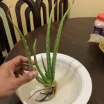 How to Grow Aloe Vera Plant from a Leaf: A Simple Guide to Growing Aloe Vera from Cuttings