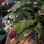 Christmas Cactus Turning Purple: What to Do When Your Christmas Cactus Turns Purple