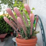 Does All Cactus Flower? A Guide to Cactus Blooming Habits