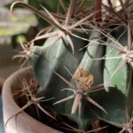 Why Are My Cactus Turning Brown? Causes and Solutions for Brown Cactus Leaves