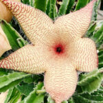 Meet the Cactus with a Starfish Flower – It’s Stunning!