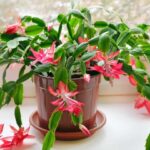 Are Christmas Cactuses Poisonous to Cats? Understanding the Safety of Christmas Cactus for Pets