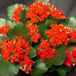 Are Kalanchoe Poisonous to Cats? Important Safety Info