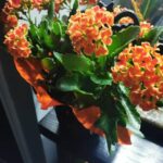 Are Kalanchoe Toxic to Cats? Pet Safety Tips
