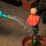 How Often Should You Water a New Barrel Cactus?