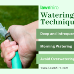 How Long Does Bottom Watering Take? A Guide to Proper Watering Techniques for Succulents