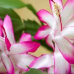 Best Plant Food for Christmas Cactus to Boost Blooms