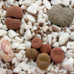 Can You Eat Lithops? What You Need to Know