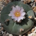 Peyote Cactus (Lophophora Williamsii): The Fascinating World of This Iconic Plant