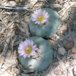 Native Texas Cactus Plants: Exploring the Unique Cactus Species Found in Texas