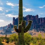 Type of Cactus in Arizona: Exploring Arizona’s Famous Cactus Species