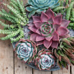 Different Species of Succulents: A Look at the Most Popular and Unique Succulent Varieties