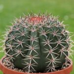 Melocactus