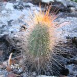 Micranthocereus