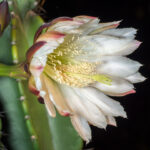 Cereus Night Blooming Cactus: A Beautiful Cactus That Blooms After Dark