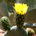 Opuntia