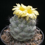 Ortegocactus