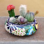 Planting a Cactus Dish Garden: A Mini Desert at Home