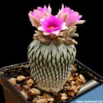 Pelecyphora