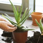 How to Grow an Aloe Vera Plant at Home